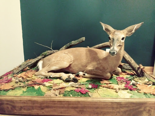 Chasing Tail Taxidermy