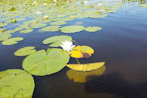 Maquam Bay Wildlife Management Area