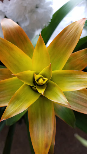 Florist «Exotic Florist & Gifts», reviews and photos, 1909 S Main St, Madisonville, KY 42431, USA