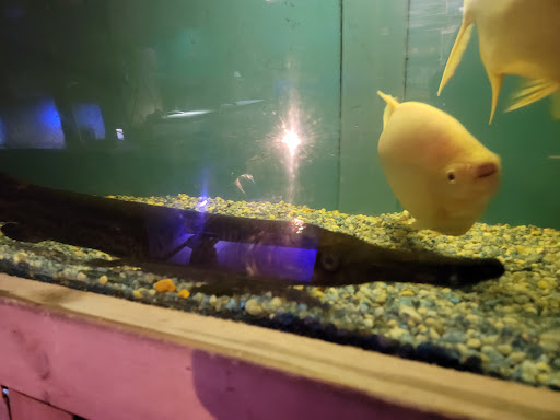 Tropical Fish Store «Ocean Aquarium», reviews and photos, 6820 E Black Horse Pike, Egg Harbor Township, NJ 08234, USA