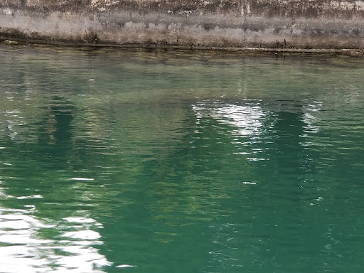 Tourist Attraction «Fun 2 Dive - Swim with Manatees», reviews and photos, 135 NE 3rd St, Crystal River, FL 34429, USA