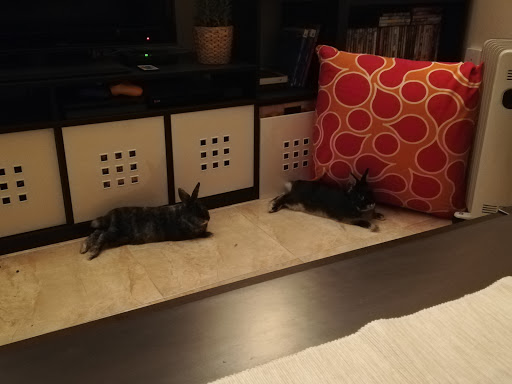 Consultorio Veterinario Exotics I Mes en Palma