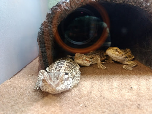 Pet Supply Store «Petco Animal Supplies», reviews and photos, 816 Washington St, Middletown, CT 06457, USA