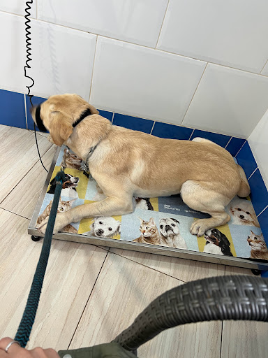 Clínica Veterinaria San Roque Elx en La Penya de les Àguiles