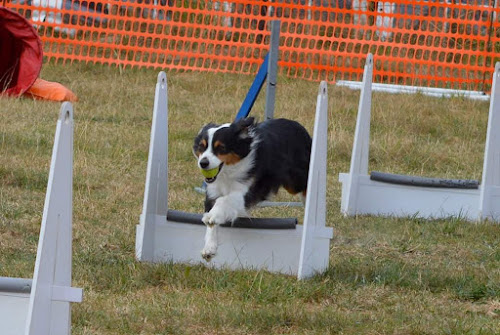 Club canin à Solesmes