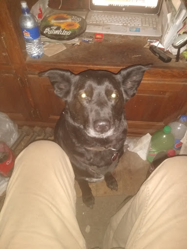 Pet Supply Store «Petco Animal Supplies», reviews and photos, 205 SE 5th St, Ames, IA 50010, USA