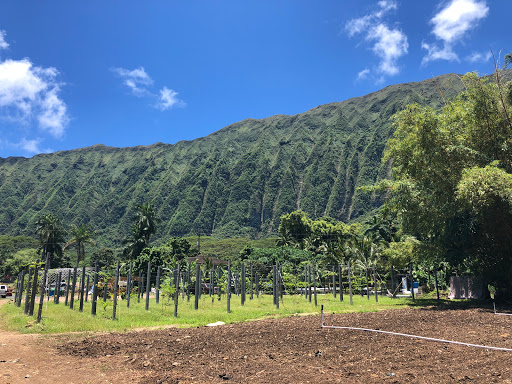 Wailupe Farms LLC / Oahu Grown Organics