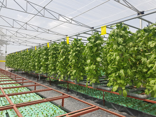 Aquaponics Farm Nguyễn Huân