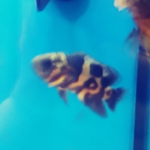 Pet Supply Store «Petco Animal Supplies», reviews and photos, 353 Harrison Bridge Rd, Simpsonville, SC 29680, USA