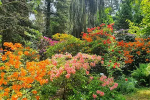 Arboretum w Kórniku image