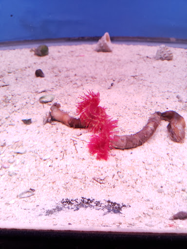 Pet Supply Store «Monrovia Tropical Fish», reviews and photos, 603 W Huntington Dr, Monrovia, CA 91016, USA