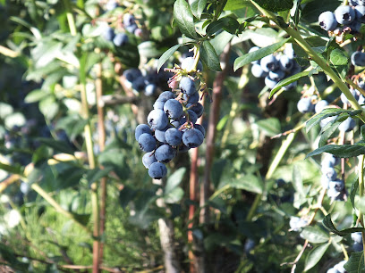 RussLynn Blueberries