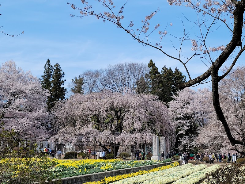 山高神代ザクラ