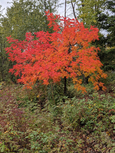 Park «Tukwila Pond Park», reviews and photos, 299 Strander Blvd, Tukwila, WA 98188, USA