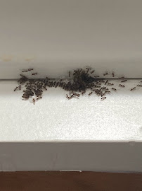 A To Z Pest Control - Photo 5 - Car repair in , Salinas