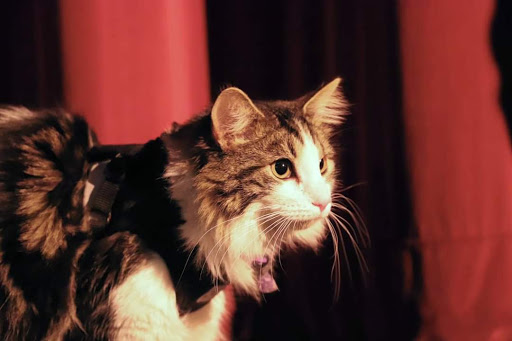 Movie Theater «Allen Theater & Coffee House», reviews and photos, 36 E Main St, Annville, PA 17003, USA