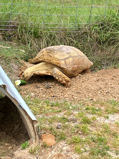 Winery «Masaryk Winery», reviews and photos, 19125 Phillips Rd, Masaryktown, FL 34604, USA