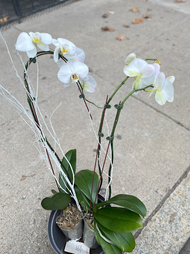 Florist «Exotic Flowers», reviews and photos, 609 American Legion Hwy, Boston, MA 02131, USA