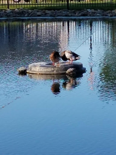 Coffee Shop «Starbucks», reviews and photos, 102 E Irving Park Rd, Itasca, IL 60143, USA