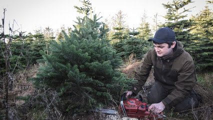Juletræer i Skive v/ Svansø Skovgård