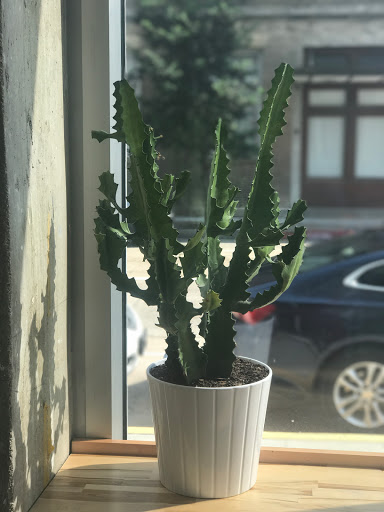 Coffee Shop «Magpie Cafe», reviews and photos, 333 Laurel St #110, Baton Rouge, LA 70802, USA