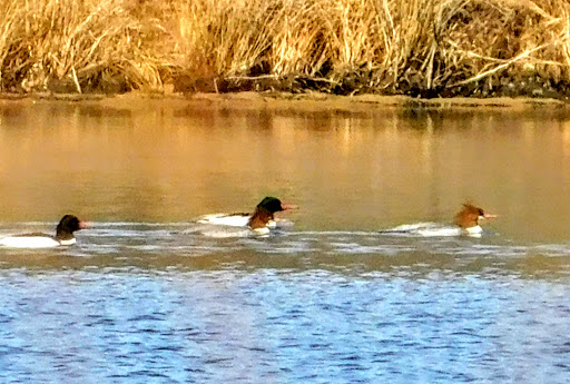 Public Golf Course «Mercer Oaks Golf Course», reviews and photos, 725 Village Rd W, West Windsor Township, NJ 08550, USA