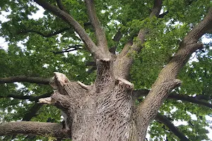 Arbore Quercus Robur image