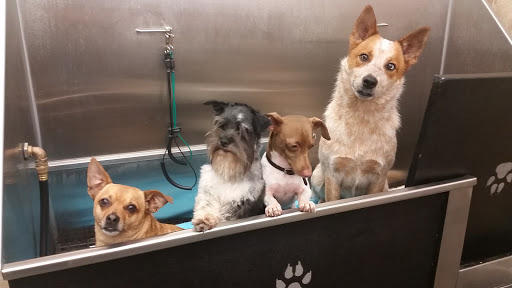 Pet Supply Store «Pet Supplies Plus», reviews and photos, 4250 N Alafaya Trail #240, Oviedo, FL 32765, USA