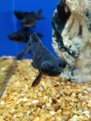 Pet Supply Store «PetSmart», reviews and photos, 131 Town Center Rd, King of Prussia, PA 19406, USA