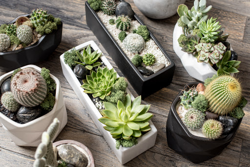 Wholesale Florist «Urban Jungle», reviews and photos, 2603 Sherman Ave NW, Washington, DC 20001, USA