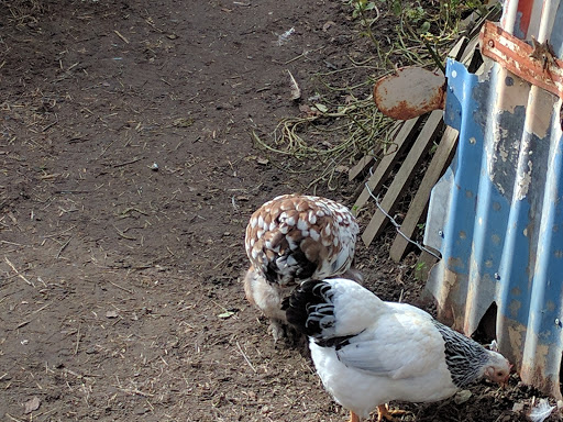 Gift Shop «Rose & Thorn», reviews and photos, 10050 Bodega Hwy, Sebastopol, CA 95472, USA