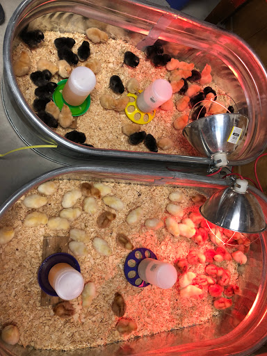 Animal Feed Store «Holt Ranch and Feed», reviews and photos, 7612 Hwy 66, Royse City, TX 75189, USA