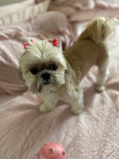 Pet Supply Store «Adogable PET SERVICES», reviews and photos, 4884 Sun City Center Blvd, Sun City Center, FL 33573, USA