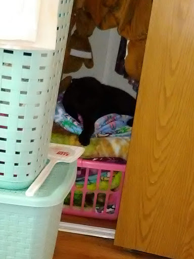 Home Goods Store «Dollar General», reviews and photos, 2649 Main St, Whitney Point, NY 13862, USA