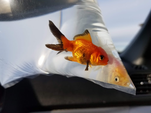 Tropical Fish Store «Trop Aquarium», reviews and photos, 3125 E Tropicana Ave D, Las Vegas, NV 89121, USA