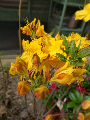 Grocery Store «Fort Valley Country Store», reviews and photos, 7091 Fort Valley Rd, Fort Valley, VA 22652, USA