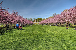 Cherry Esplanade