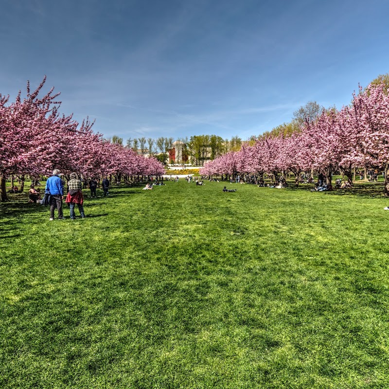 Cherry Esplanade