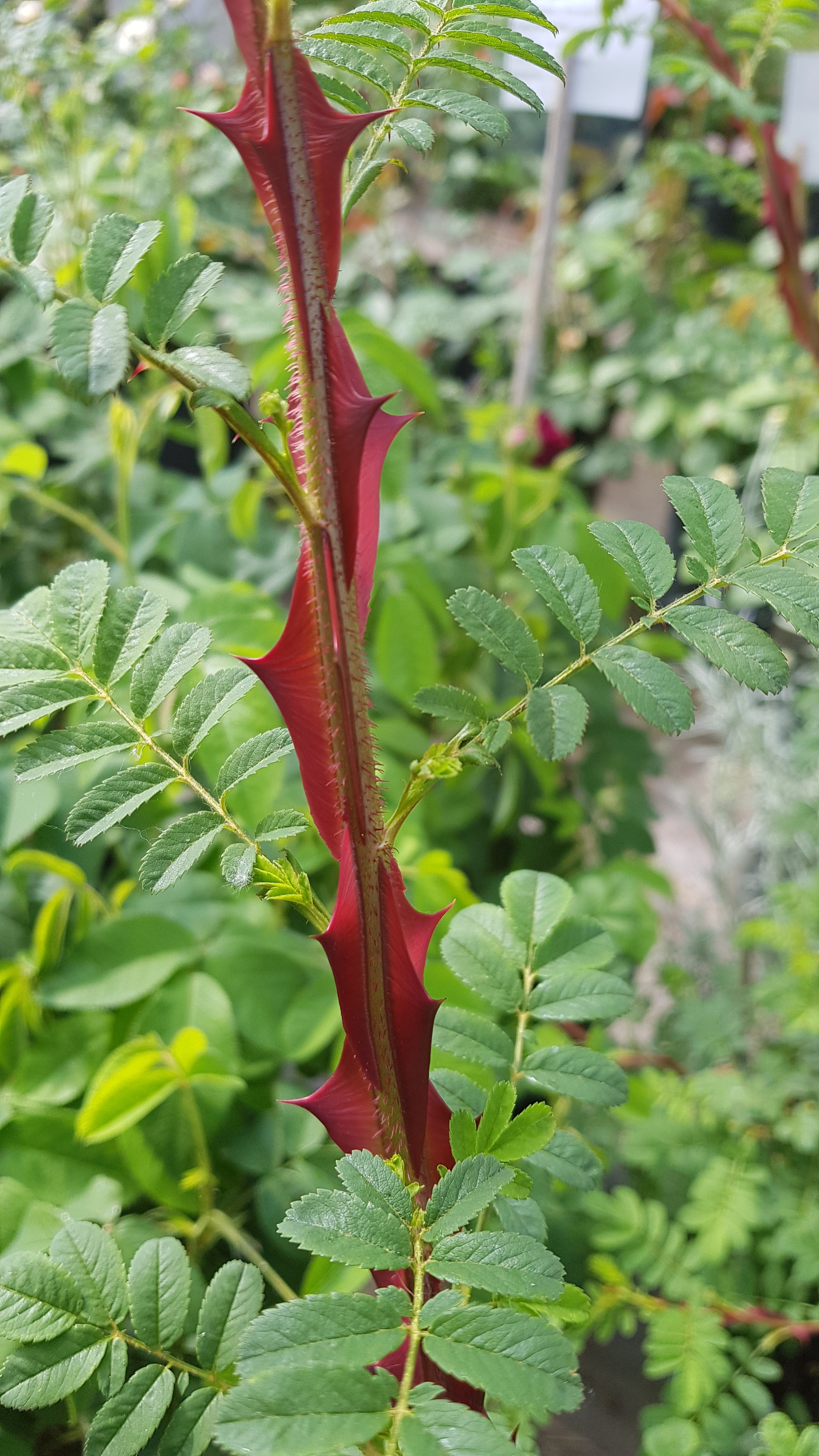Photo n° 2 de l'avis de LaGrenouille. fait le 20/06/2019 à 14:17