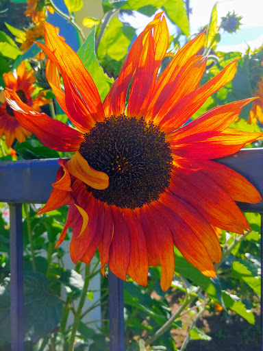 Pumpkin Patch «Rutledge Corn Maze LLC», reviews and photos, 302 93rd Ave SE, Olympia, WA 98501, USA
