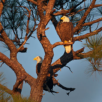 Country Club «Indian River Colony Club», reviews and photos, 1936 Freedom Dr, Melbourne, FL 32940, USA