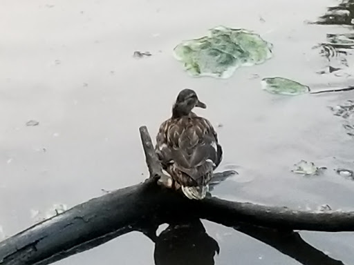 Park «Crocheron Park», reviews and photos, 214-41 34th Ave, Bayside, NY 11361, USA