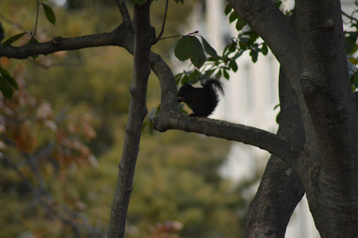 Park «Lafayette Square», reviews and photos, Pennsylvania Ave NW & 16th Street Northwest, Washington, DC 20001, USA