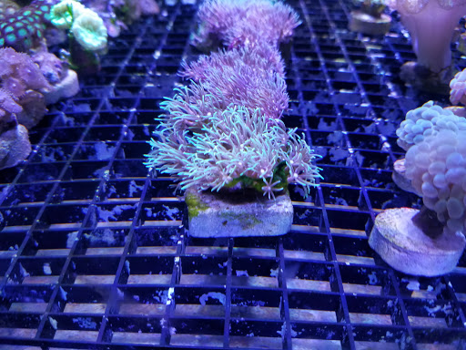 Pet Store «The Pet Zone», reviews and photos, 20 W Oak St, Pittston, PA 18640, USA