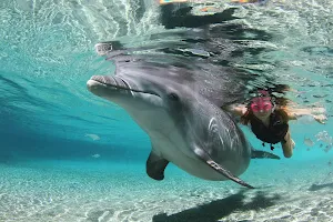 Dolphin Quest image