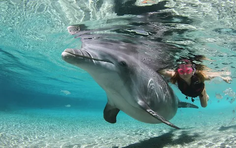 Dolphin Quest Hawaii - Swim with Dolphins image