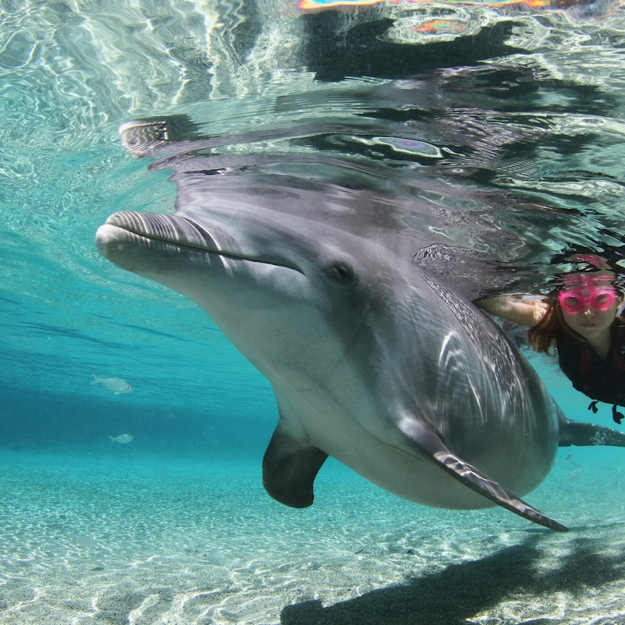 Dolphin Quest Hawaii - Swim with Dolphins