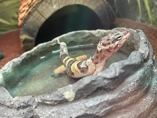 Pet Supply Store «PetSmart», reviews and photos, 1321 W Craig Rd, North Las Vegas, NV 89032, USA