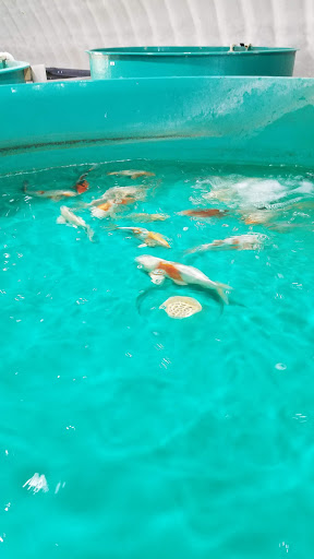Fish Farm «Kloubec Koi», reviews and photos, 1375 Baxter Ave NW, Amana, IA 52203, USA
