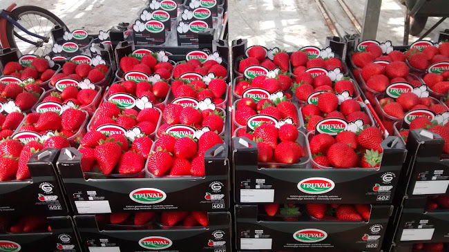 Beoordelingen van aardbeien Munters-Nijs in Lommel - Supermarkt